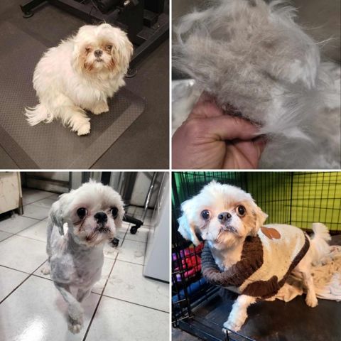 Before and after: a small dog after medical care and grooming