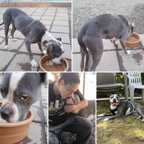 Bones, a grey pit bull, skin and bones in a basement, then healthy and smiling on the grass
