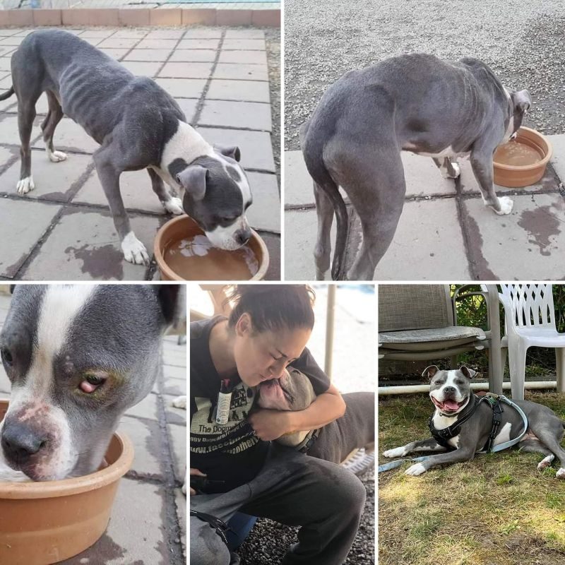 Bones, a grey pit bull, skin and bones in a basement, then healthy and smiling on the grass