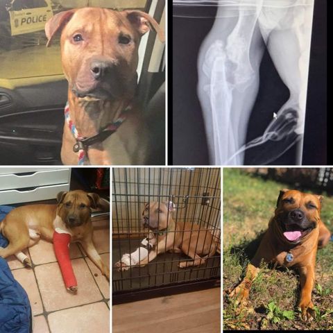 Rocky, a brown dog: in a police car, his x-ray, in a cast, and smiling in the grass