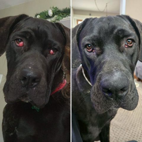 Cane Corso with swollen red eyes, then healthy with clear eyes