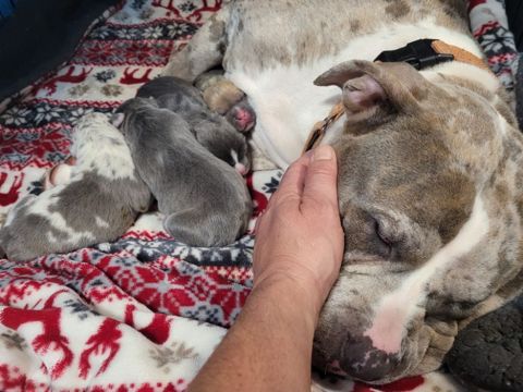 Mother dog with her puppies, safe in care