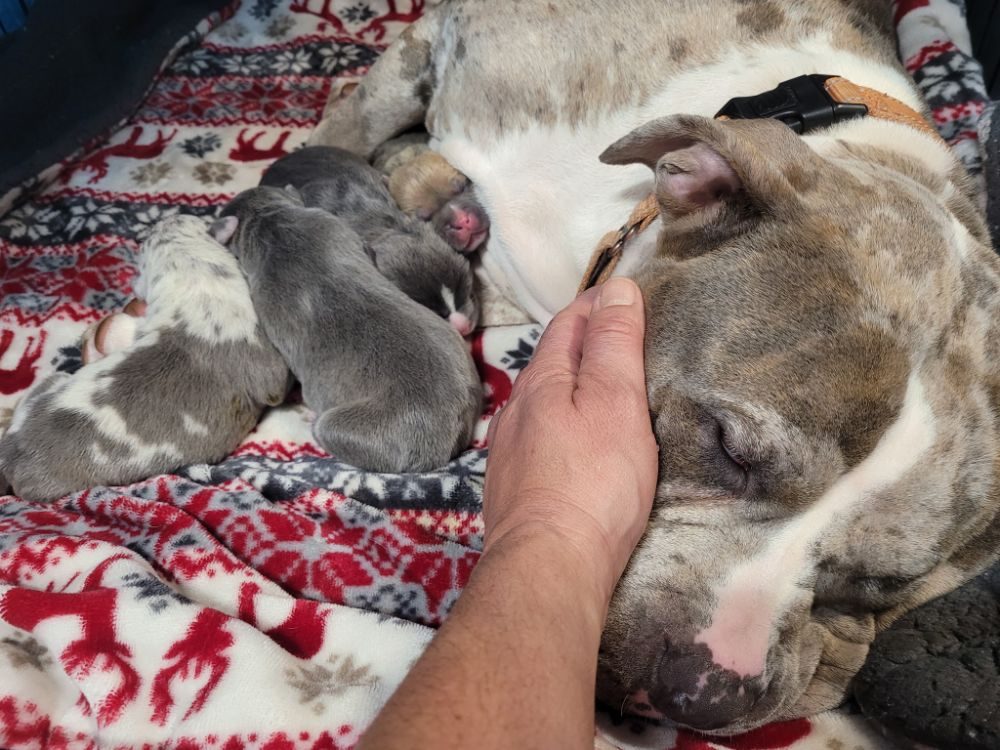Mother dog with her puppies, safe in care